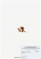 藏品(旋花藻)的圖片